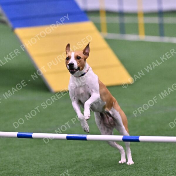 Galadocious-Jeanne-Fogarty-06332