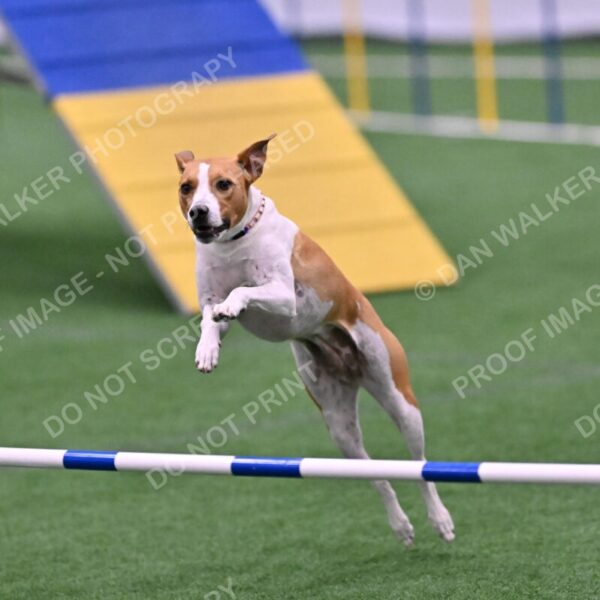 Galadocious-Jeanne-Fogarty-06333