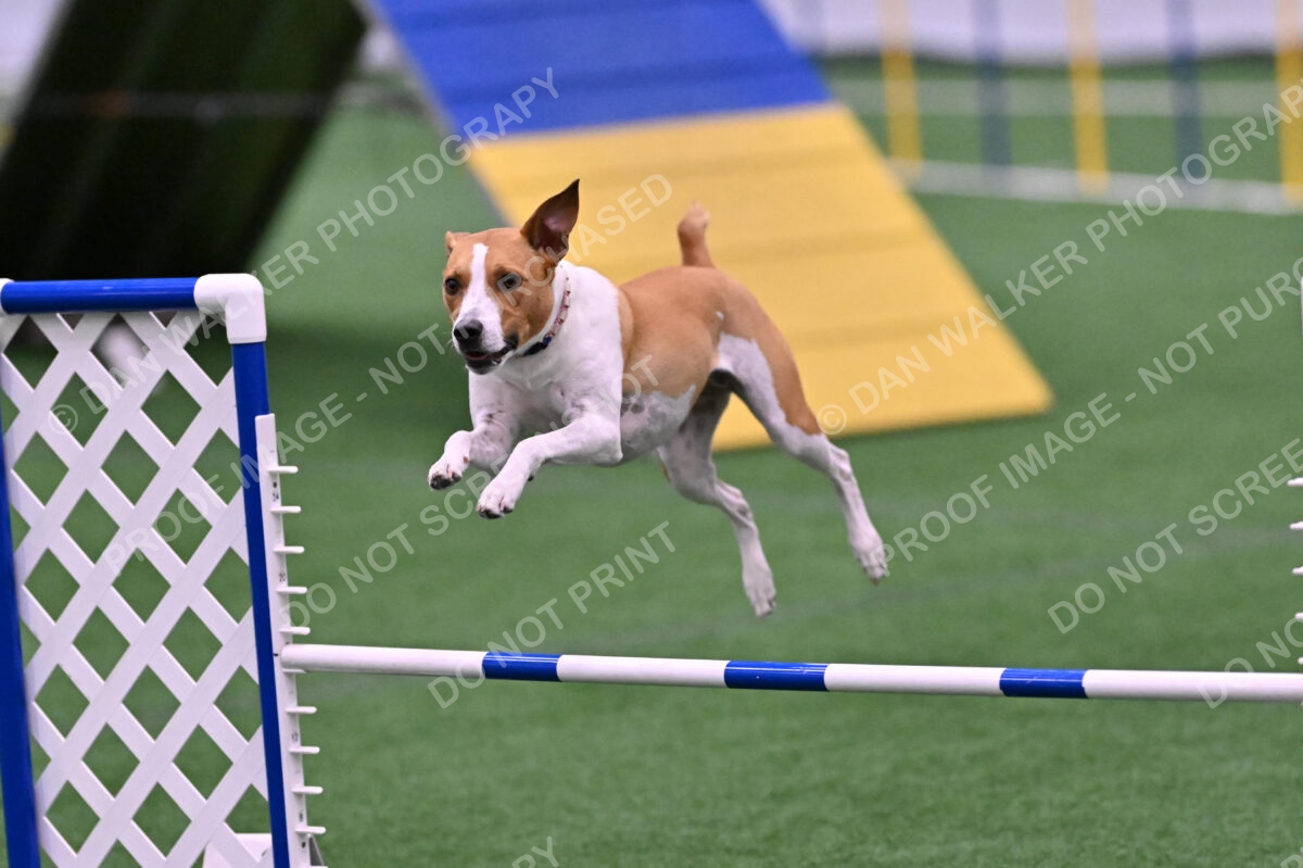 Galadocious-Jeanne-Fogarty-06336