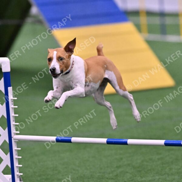 Galadocious-Jeanne-Fogarty-06336