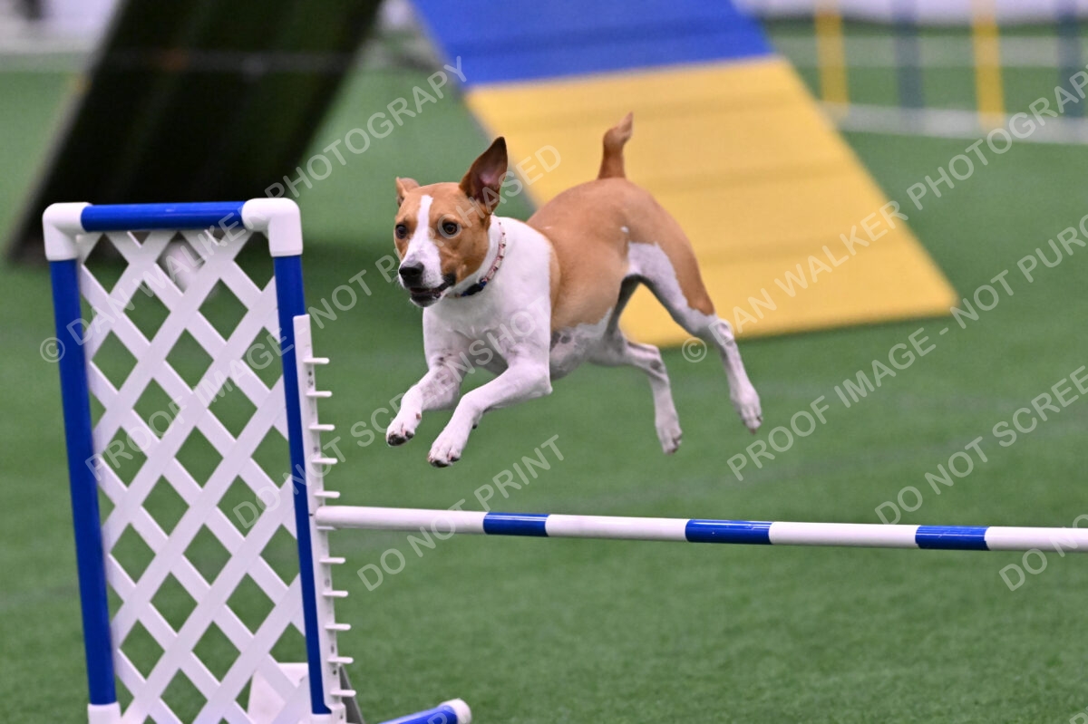 Galadocious-Jeanne-Fogarty-06337