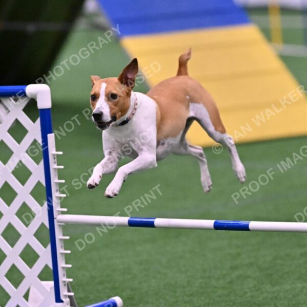 Galadocious-Jeanne-Fogarty-06337