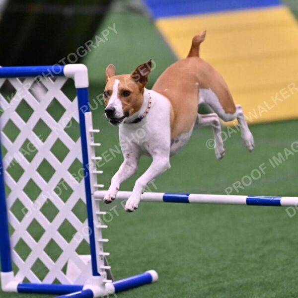 Galadocious-Jeanne-Fogarty-06338