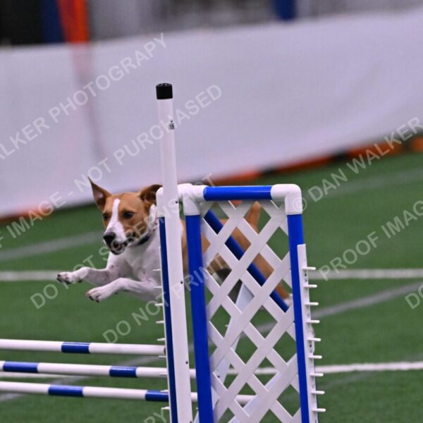 Galadocious-Jeanne-Fogarty-06343