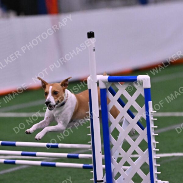 Galadocious-Jeanne-Fogarty-06344