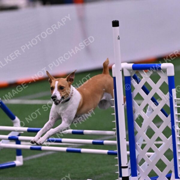 Galadocious-Jeanne-Fogarty-06345