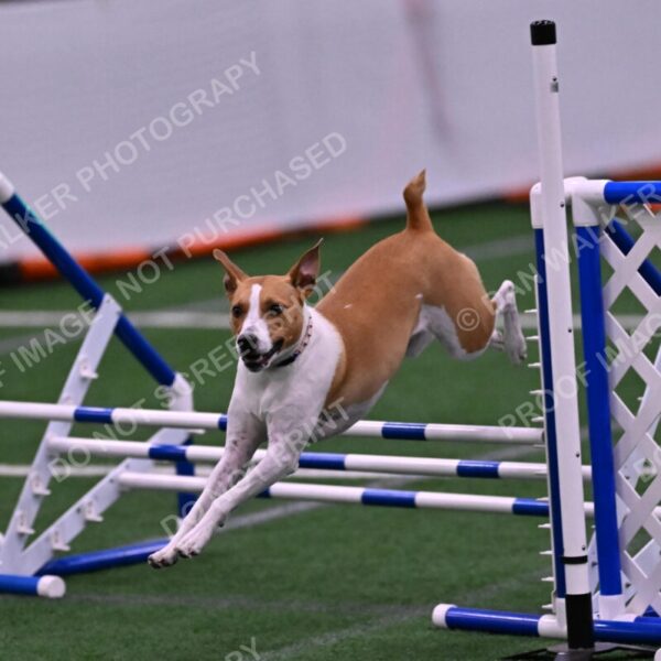 Galadocious-Jeanne-Fogarty-06346