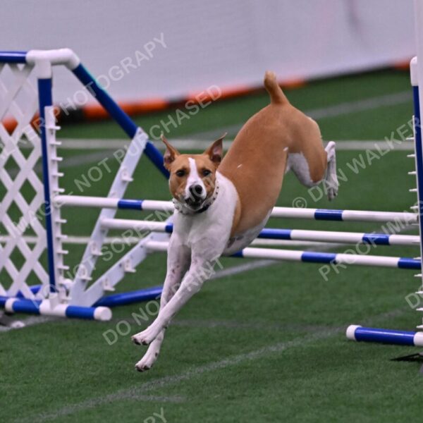 Galadocious-Jeanne-Fogarty-06347