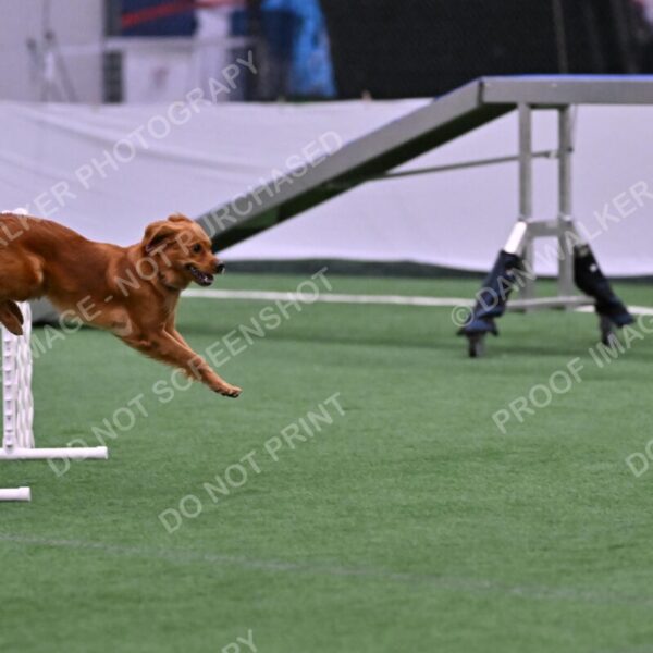 Kismet-Julianna-Lobosky-08597