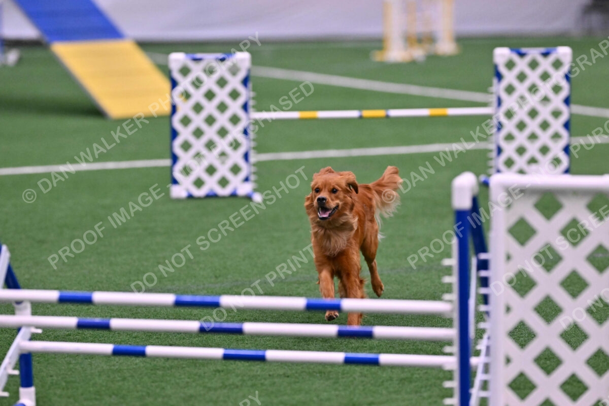 Kismet-Julianna-Lobosky-08608