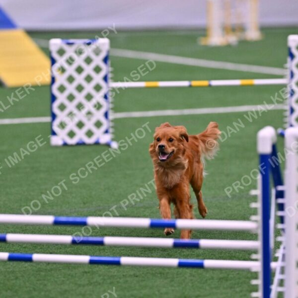 Kismet-Julianna-Lobosky-08608