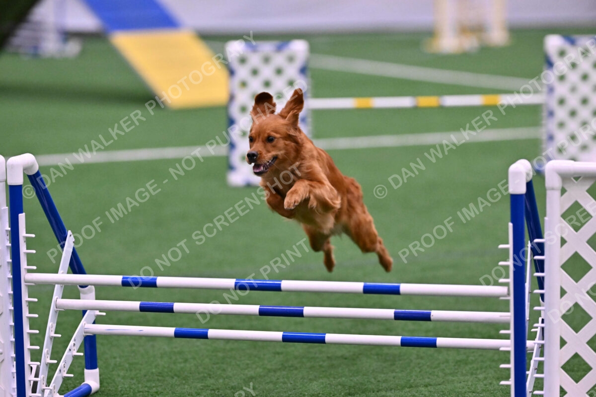 Kismet-Julianna-Lobosky-08612