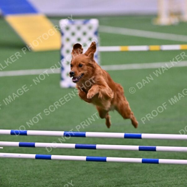 Kismet-Julianna-Lobosky-08612