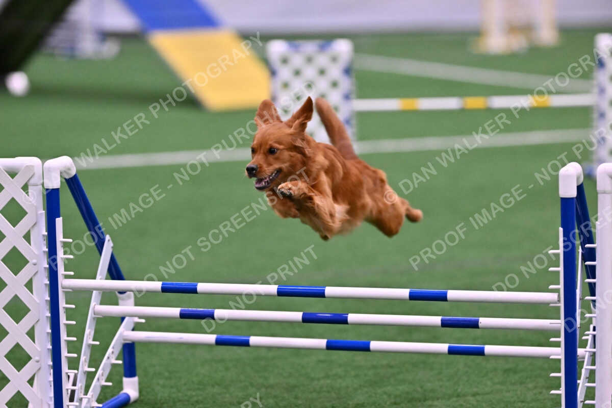 Kismet-Julianna-Lobosky-08613