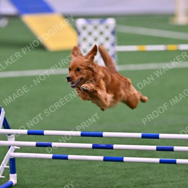 Kismet-Julianna-Lobosky-08613