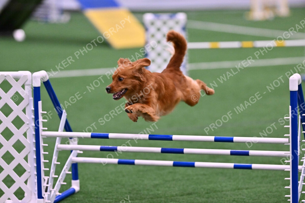 Kismet-Julianna-Lobosky-08614