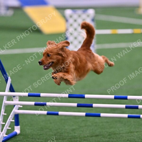 Kismet-Julianna-Lobosky-08614