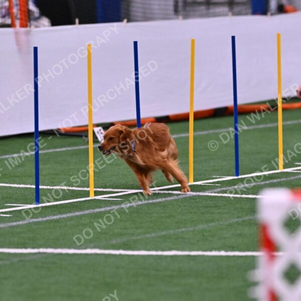 Kismet-Julianna-Lobosky-08616