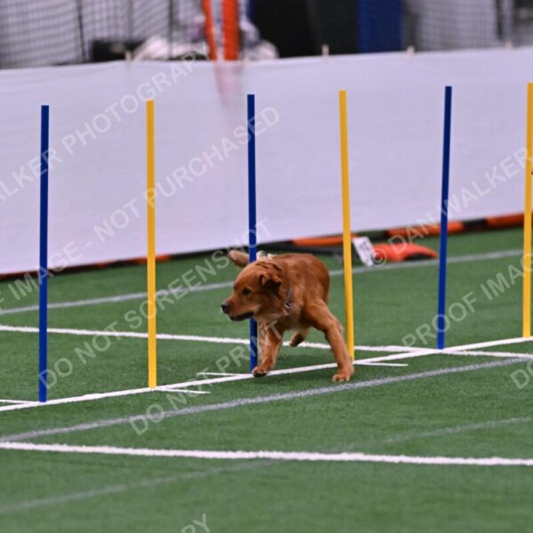 Kismet-Julianna-Lobosky-08619