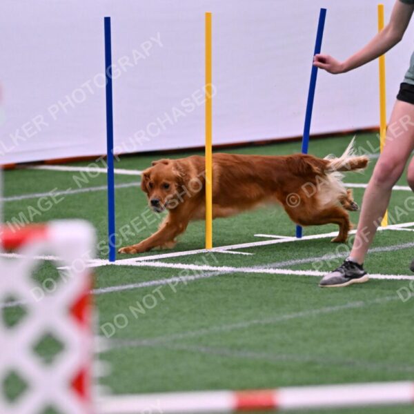 Kismet-Julianna-Lobosky-08629