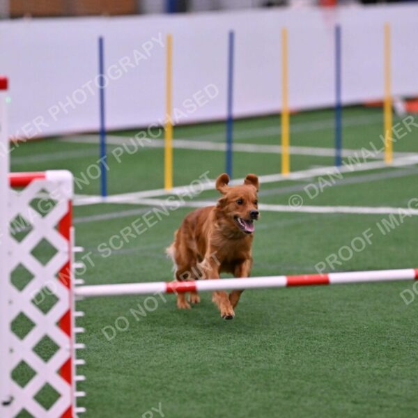 Kismet-Julianna-Lobosky-08630