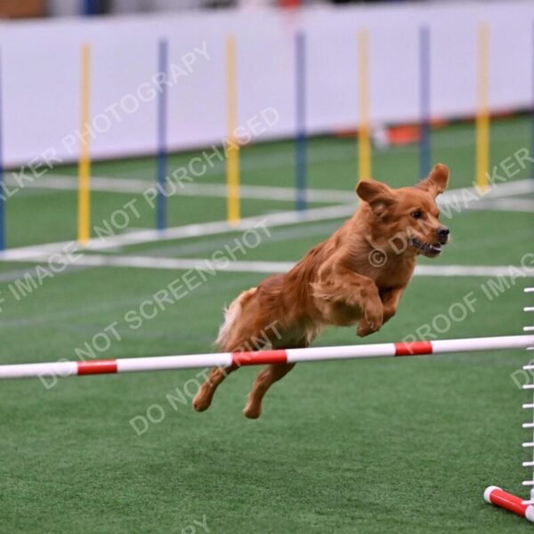 Kismet-Julianna-Lobosky-08634