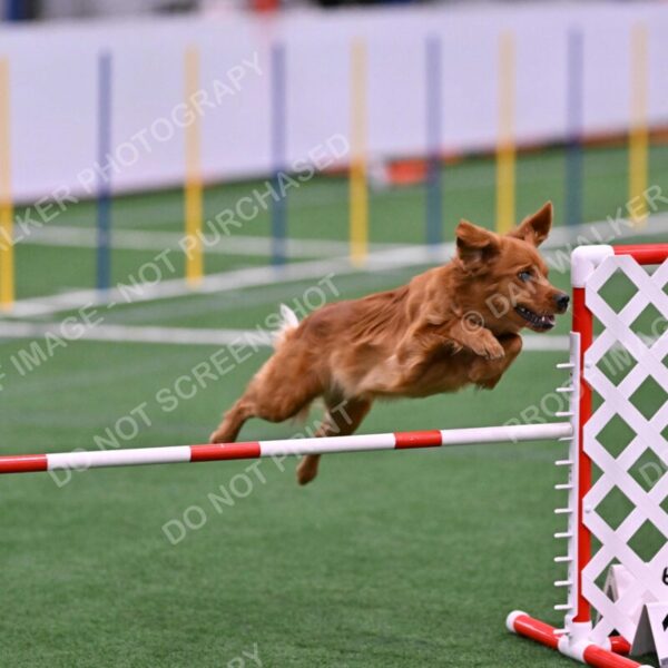 Kismet-Julianna-Lobosky-08635