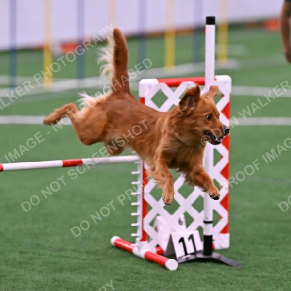 Kismet-Julianna-Lobosky-08637