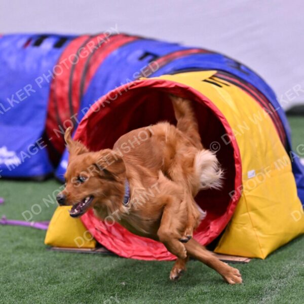 Kismet-Julianna-Lobosky-08647