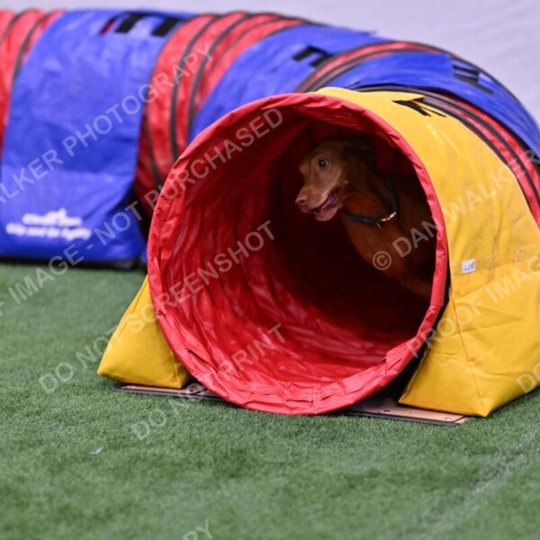 Merlot-Leslie-Myers-07830