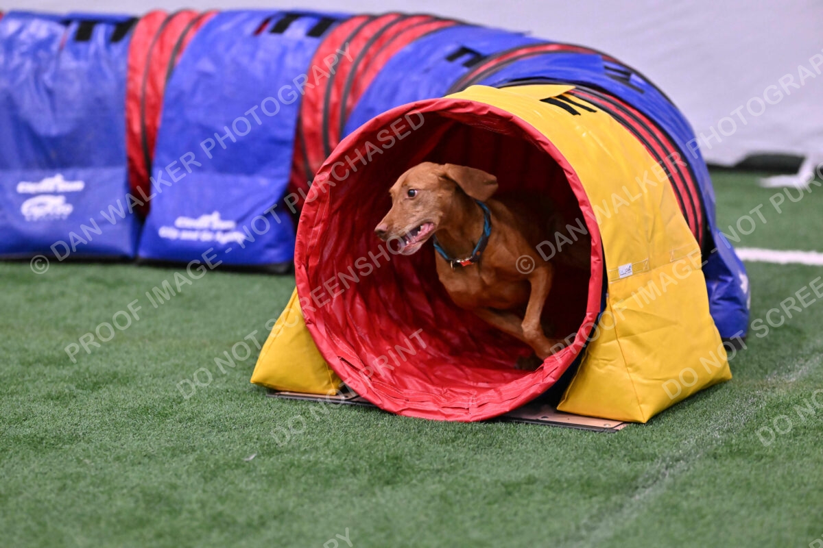 Merlot-Leslie-Myers-07831