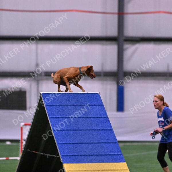 Merlot-Leslie-Myers-07834