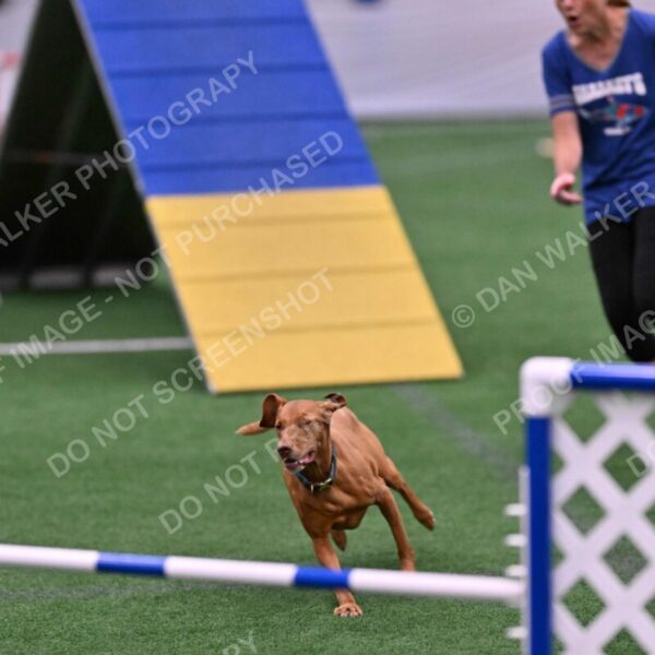 Merlot-Leslie-Myers-07837