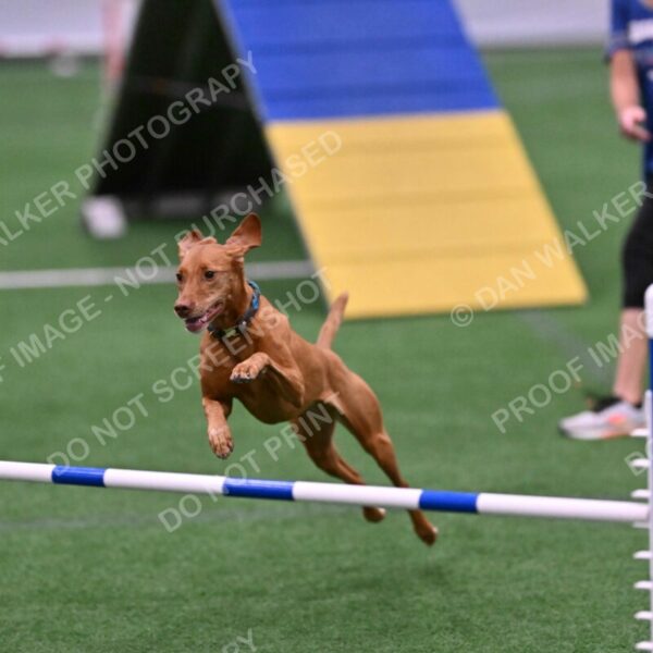 Merlot-Leslie-Myers-07840