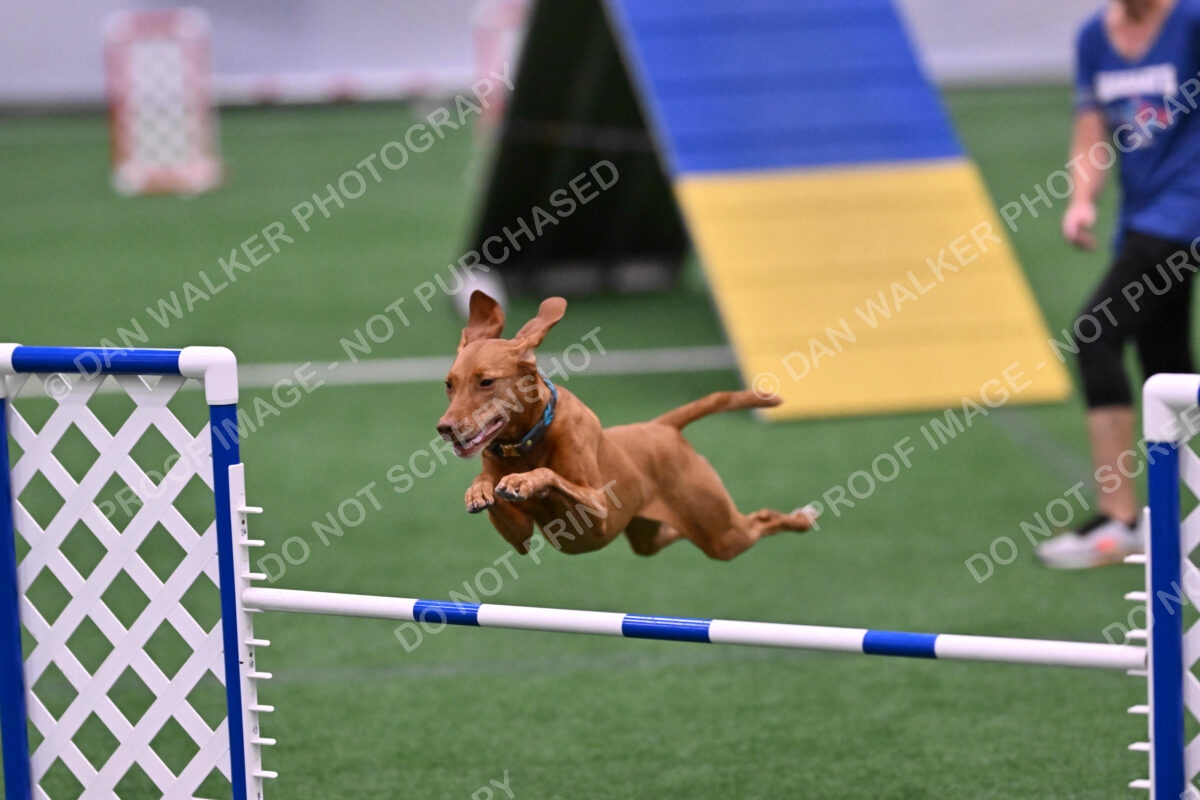 Merlot-Leslie-Myers-07841