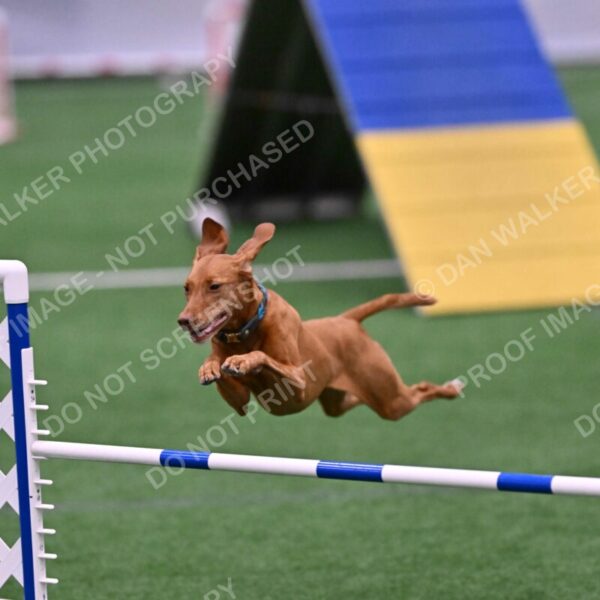 Merlot-Leslie-Myers-07841