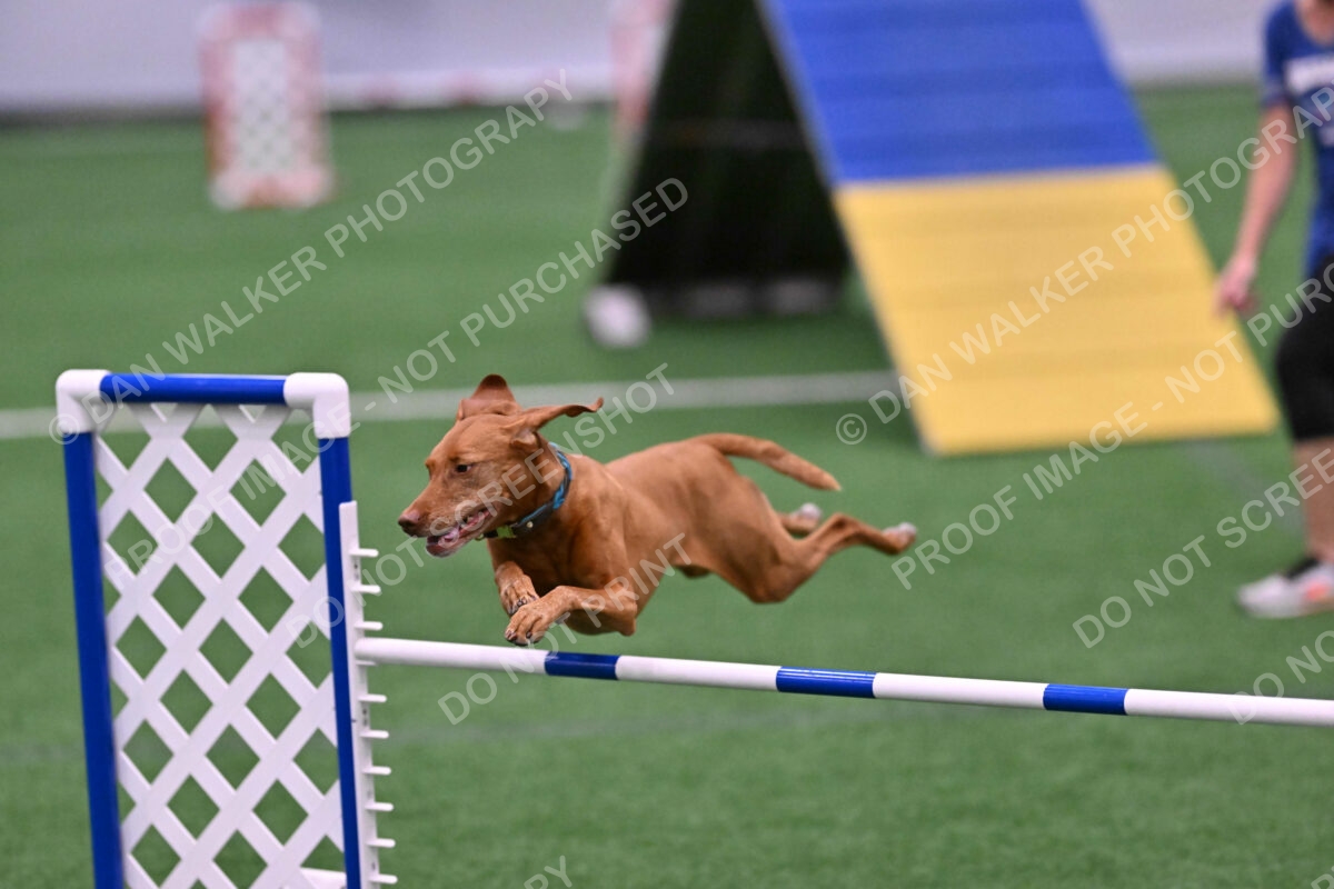 Merlot-Leslie-Myers-07842