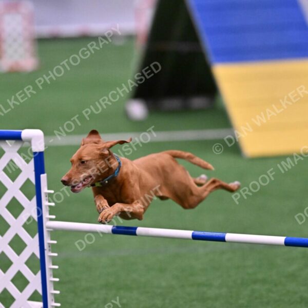 Merlot-Leslie-Myers-07842