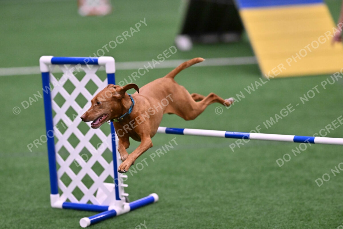 Merlot-Leslie-Myers-07843