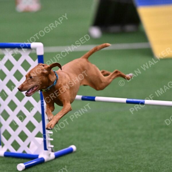 Merlot-Leslie-Myers-07843