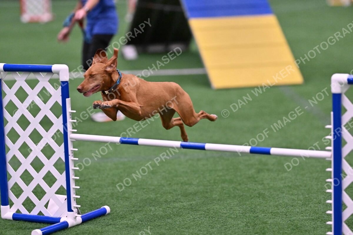 Merlot-Leslie-Myers-07851