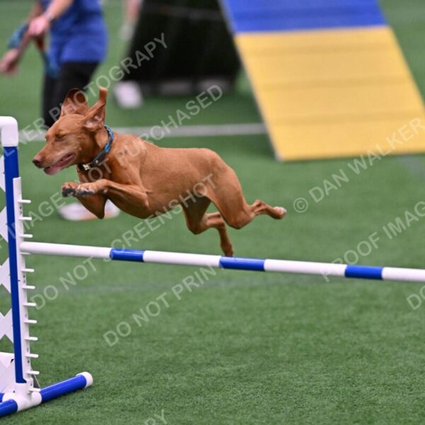 Merlot-Leslie-Myers-07851