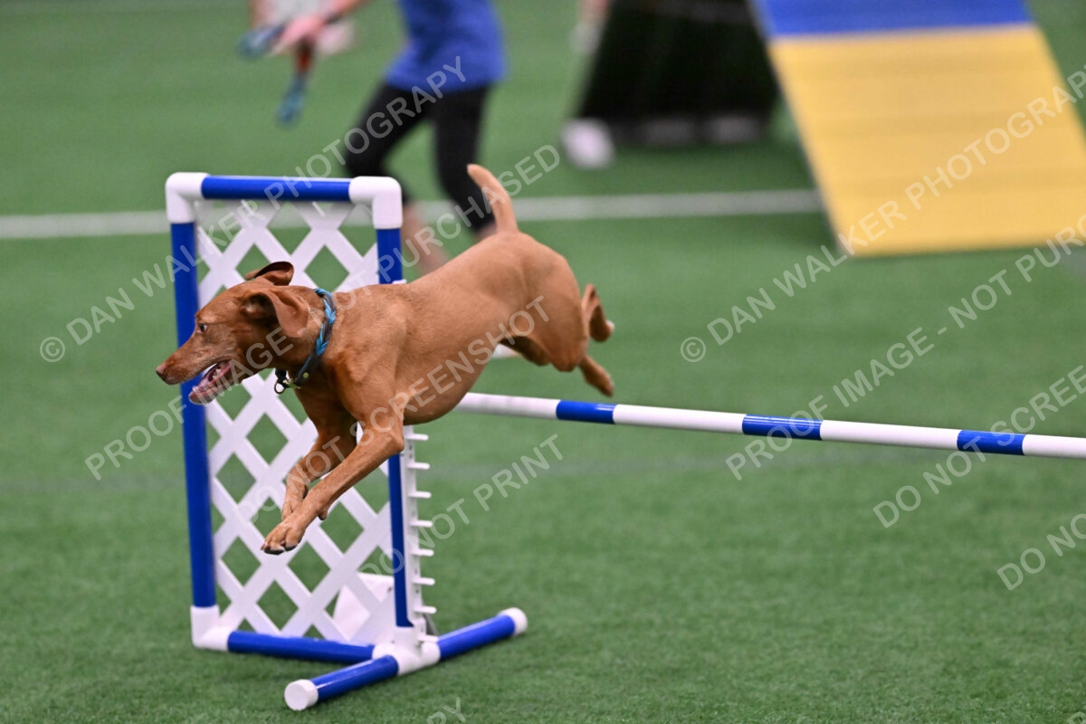 Merlot-Leslie-Myers-07853