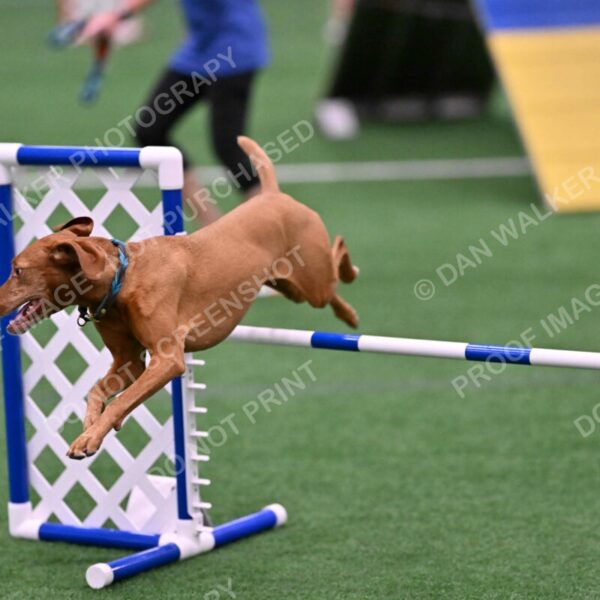 Merlot-Leslie-Myers-07853