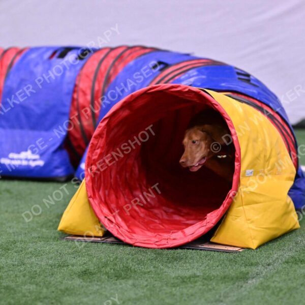 Merlot-Leslie-Myers-07857