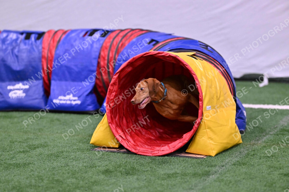 Merlot-Leslie-Myers-07858