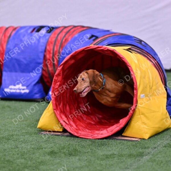 Merlot-Leslie-Myers-07858