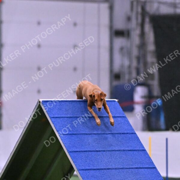 Merlot-Leslie-Myers-07862