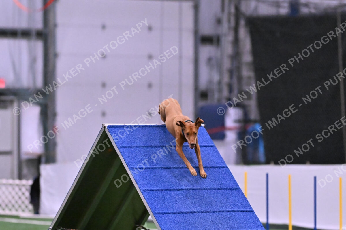 Merlot-Leslie-Myers-07863