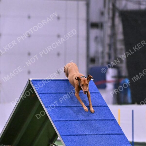 Merlot-Leslie-Myers-07863